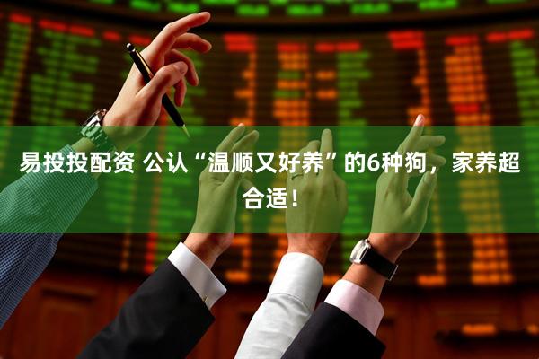 易投投配资 公认“温顺又好养”的6种狗，家养超合适！